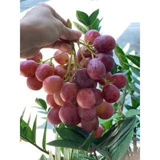 {Thanh Fruit - Hỏa Tốc } Nho Đỏ Nhập Khẩu Úc/Peru "trái to,giòn,ngọt"