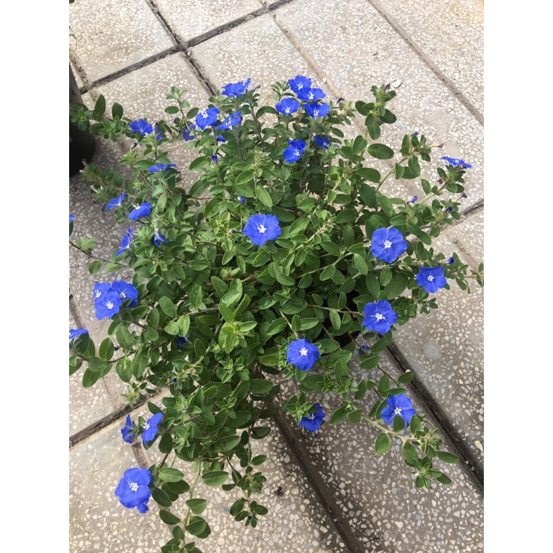 Chậu hoa thanh tú đang hoa nụ