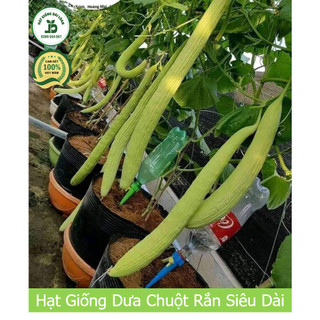 Hạt giống dưa chuột rắn siêu dài, giòn ngọt nhập khẩu Thái Lan