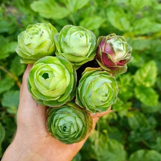 Sale++ sen đá hoa hồng xanh mini 1 cây rất đẹp😍