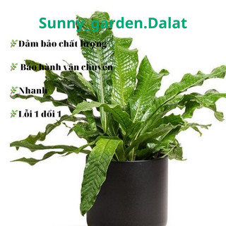 Chậu cứng Dương xỉ cá sấu - crocodyllus fern