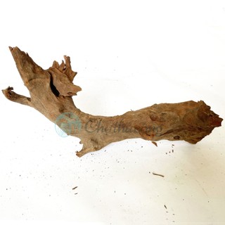 Gỗ lũa thủy sinh tự nhiên, gỗ lũa ghép lan, chậu gỗ lũa trồng sen đá, lũa decor vintage (phát mẫu ngẫu nhiên)