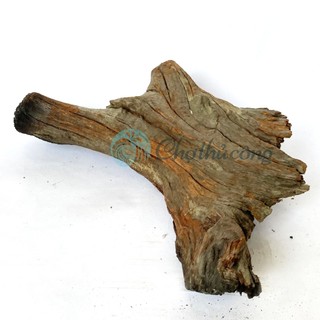 Gỗ lũa thủy sinh tự nhiên, gỗ lũa ghép lan, chậu gỗ lũa trồng sen đá, lũa decor vintage (phát mẫu ngẫu nhiên)