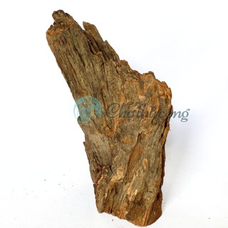 Gỗ lũa thủy sinh tự nhiên, gỗ lũa ghép lan, chậu gỗ lũa trồng sen đá, lũa decor vintage (phát mẫu ngẫu nhiên)