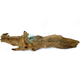 Gỗ lũa thủy sinh tự nhiên, gỗ lũa ghép lan, chậu gỗ lũa trồng sen đá, lũa decor vintage (phát mẫu ngẫu nhiên)