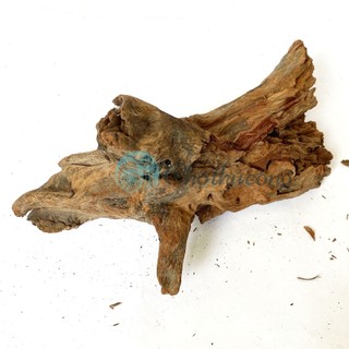 Gỗ lũa thủy sinh tự nhiên, gỗ lũa ghép lan, chậu gỗ lũa trồng sen đá, lũa decor vintage (phát mẫu ngẫu nhiên)