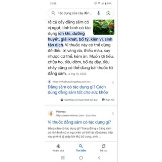 com bo 10 cây giống sâm nam cát sâm