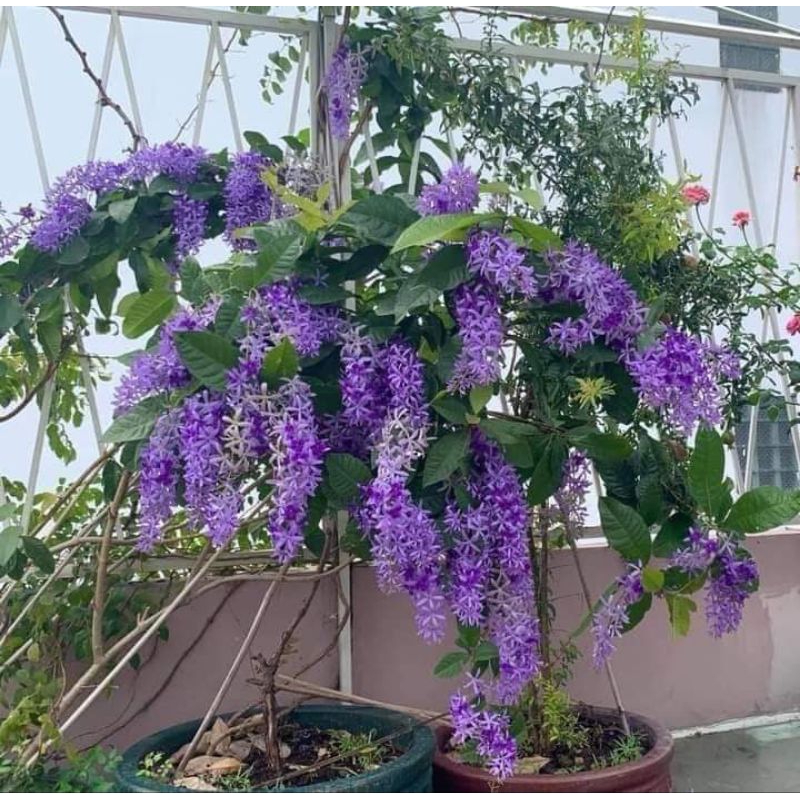 cây hoa mai xanh chuẩn Thái Lan 💖SIÊU XINH💖 hoa quanh năm