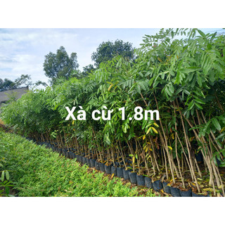 200gram hạt giống cây xà cừ