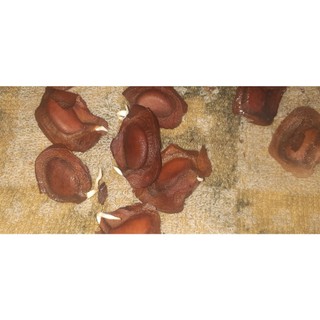 200gram hạt giống cây xà cừ