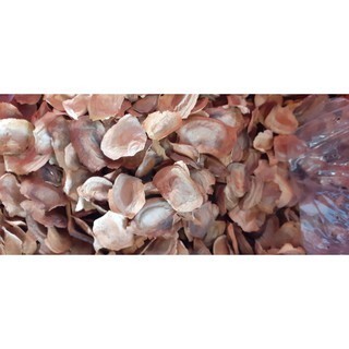 200gram hạt giống cây xà cừ