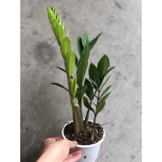 CÂY KIM TIỀN MINI