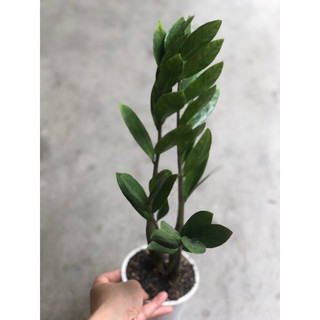 CÂY KIM TIỀN MINI