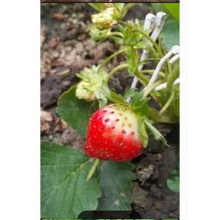 Combo 06  Cây giống dâu 🍓 MÔ LY  mích các giống