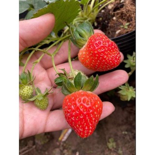 Combo 11 cây mô vỉ dâu 🍓 nhật lùn