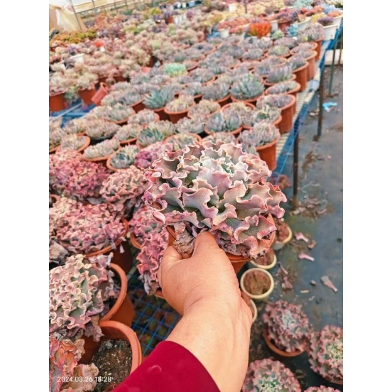 Sen đá bắp cải súp lơ size đại 22-25cm