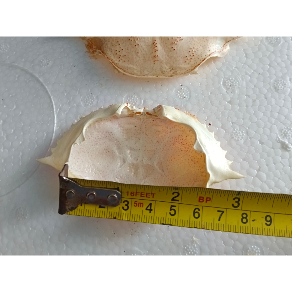 (LL) Vỏ mai ghẹ lông lớn size 9-10 hơn cm giá 100.000đ