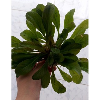 Cây Cải Đỏ thủy sinh - lá cạn màu xanh