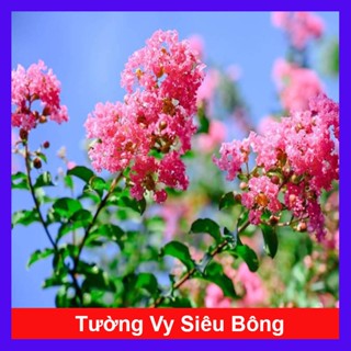 Cây tường vi (siêu bông) - cây cảnh đẹp trồng sân vườn