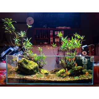  cây mị nương rù rì thủy sinh  bán cạn  biotop 35-60cm   khách nhắn tin để chọn cây theo nhu cầu   