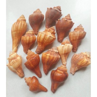 Combo 3 Vỏ ốc Vỏ Đùi gà size S, M, L cho ốc mượn hồn hoặc rải nền trang trí