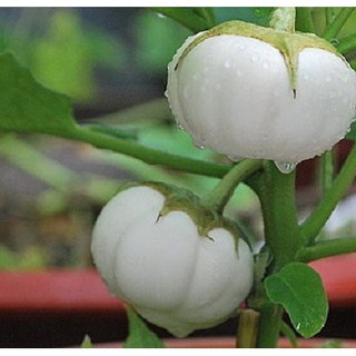 HẠT GIỐNG CÀ PHÁO 1 GÓI 2G