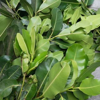 1kg lá mù u tươi