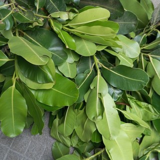1kg lá mù u tươi