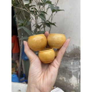 Cóng tre dành cho chim chào mào