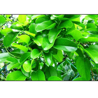 Hạt giống sương sâm ta | sương sâm trơn |15 hạt - hàng công ty