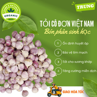 2 kg tỏi cô đơn Việt Nam loại TRUNG ngon lành, loại 1 nhánh Hải Dương bón phân sinh học cực tốt cho sức khỏe
