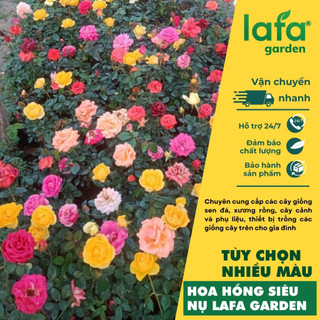 Chậu hoa hồng siêu nụ màu hồng đậm lafa garden - quà tặng hoa kiểng 20-10