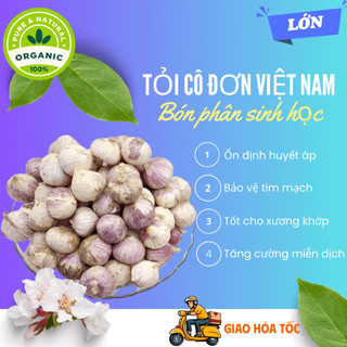 500 gr tỏi cô đơn Việt Nam loại LỚN ngon lành, loại 1 nhánh Hải Dương bón phân sinh học