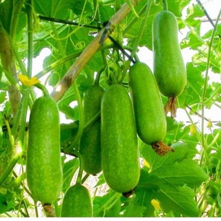 Hạt Giống Bí Đao Chanh 0,5G🍈