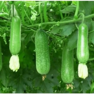 Hạt Giống Bí Đao Chanh 0,5G🍈