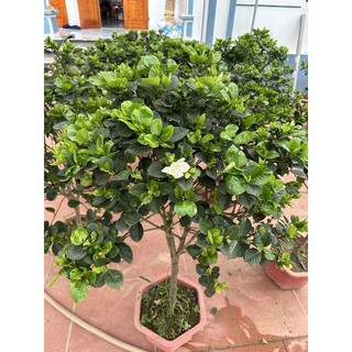 Cây hoa bạch thiên hương thoát thân to chuẩn bị ra nụ,có cây đang lên nụ nhỏ