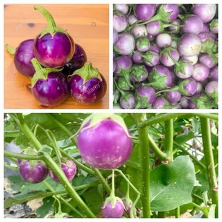 Hạt giống cà pháo tím 2g🍈