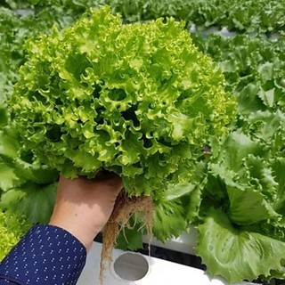 Hạt giống xà lách xoăn gói 2gr