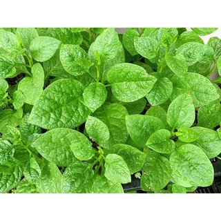 Hạt giống rau mùng tơi gói 10G☘️