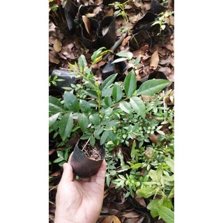 2 Cây giống cây mắc mật