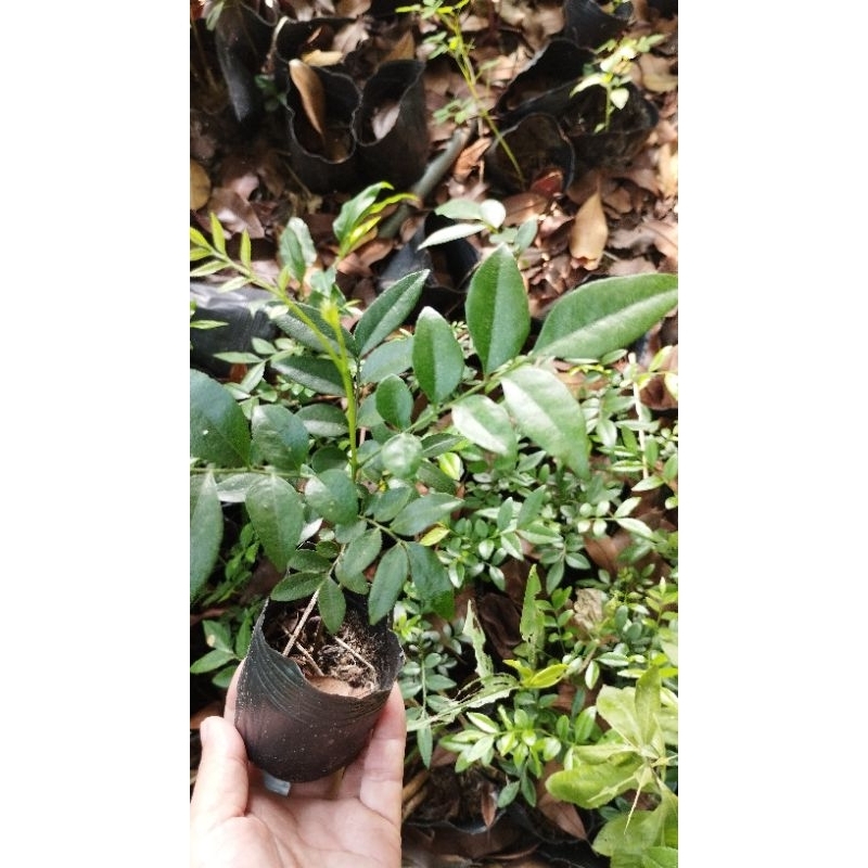 2 Cây giống cây mắc mật