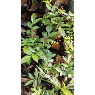 2 Cây giống cây mắc mật