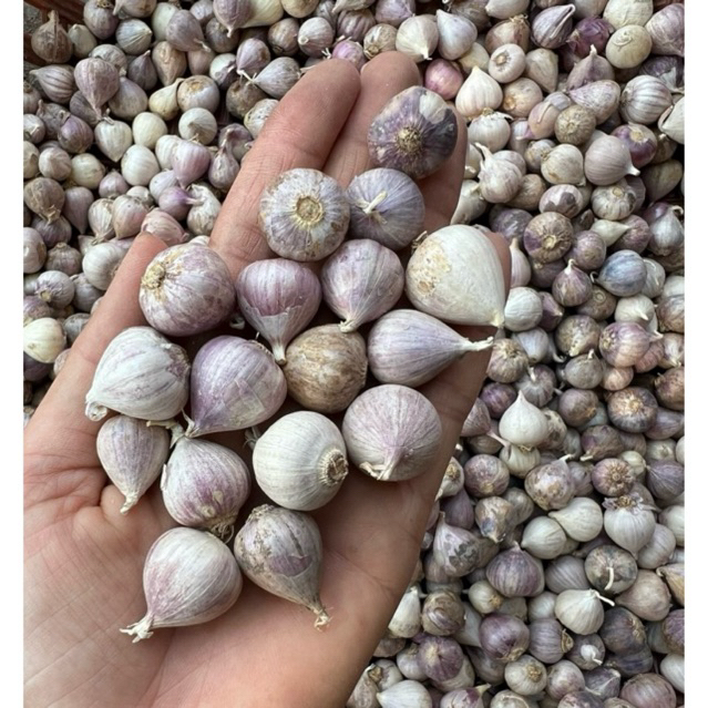 1kg Tỏi cô đơn nhỏ (dùng làm gia vị, ngâm mật ong)