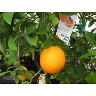 Cây cam cara ruột đỏ không hạt.