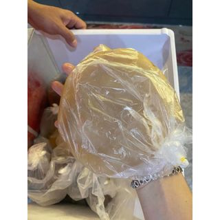 Scoby Làm Trà Kombucha