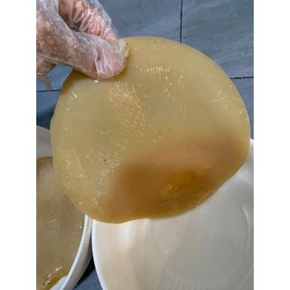 Scoby Làm Trà Kombucha