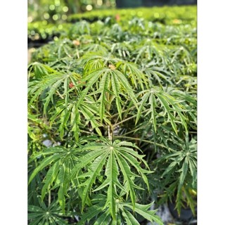 Cây 🌲 Đỗ Trọng