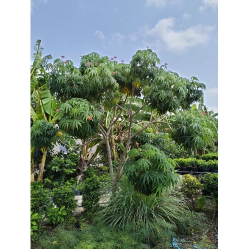 Cây 🌲 Đỗ Trọng