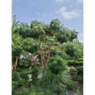 Cây 🌲 đỗ trọng
