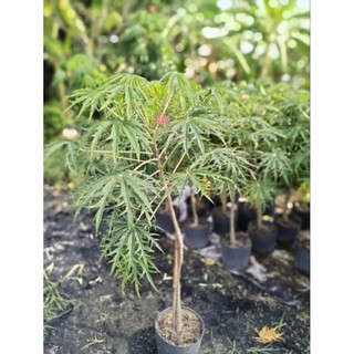Cây 🌲 Đỗ Trọng